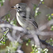 Dusky Flycatcher